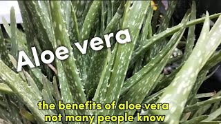 The benefits of aloe vera not many people know [upl. by Emelina]