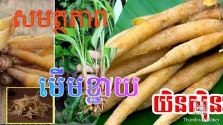 ខ្ជាយ មាន សារះប្រយោជន៍ យ៉ាងច្រើន Many health benefits of FingerrootChinese ginger [upl. by Osher28]