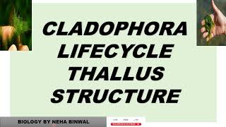 Cladophora Lifecycle ll Thallus Structure ll Reproduction ll biology neet upsc viral botany [upl. by Aicnelev]