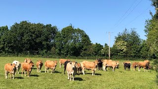 LETTING PARTHENAISE CATTLE OUT TO GRASS AFTER 7 AND A HALF MONTHS INDOORS 14th Of May 2024 🇮🇪 [upl. by Siva]