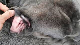 Cane Corso Allergic Reaction Rash in Ears and Paws [upl. by Daffy320]