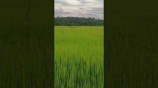 ST25 rice at Manna farm Vietnam st250 ricest25 840913544186 mannafarm [upl. by Barnum]