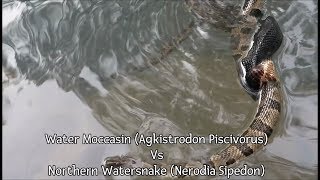 Deadly Water Moccasin VS Northern Water Snake in Popular Swimming Hole Ends up on a Plate [upl. by Geordie]