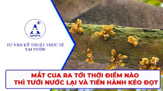 MẮT CUA RA TỚI THỜI ĐIỂM NÀO THÌ TƯỚI NƯỚC LẠI VÀ TIẾN HÀNH KÉO ĐỌT  Agriplus [upl. by Llenor821]