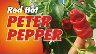 Cabe Super Hot Peter Pepper [upl. by Esra]