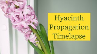 Hyacinth Propagation Timelapse 🌸 How to Grow Hyacinths From Bulb  Part 3 [upl. by Eveneg]