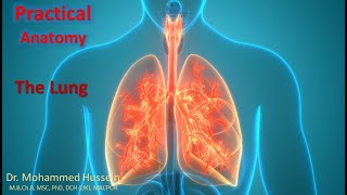 Practical Anatomy  Pleura Lung and Tracheobronchial Tree [upl. by Atnohs]