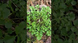 This WEED Protects You From CANCER Hairy Bittercress Cardamine hirsuta health benefits [upl. by Dalila]