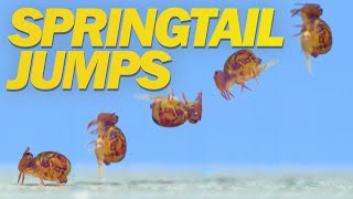 Springtail Jumps Off Water and in Super Slow Motion [upl. by Esilrahc]