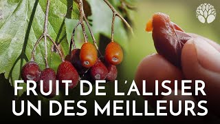 Lalisier meilleur fruit sauvage [upl. by Lemhar805]