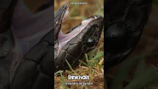 🐍😲 Rinkhals Hemachatus haemachatus Shamming Its Death 😲🐍 [upl. by Lasley]