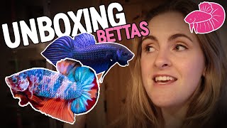 Mega Vlog 3 Betta Fish Unboxings Wild Bettas Amazing Imports and GETTING my Secret Dream Fish [upl. by Adnofal]