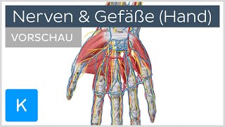 Anatomie der Hand Nerven und Blutgefäße Vorschau  Kenhub [upl. by Fidelio]