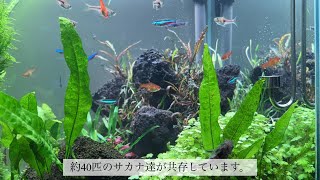 水中葉のピンナティフィダは、すぐ育つ！ 水草レイアウト水槽立ち上げ656日 [upl. by Idihsar]