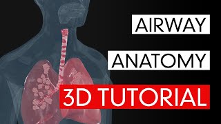 Airway Anatomy  3D Tutorial [upl. by Wurtz]