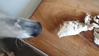 Borzoi dog  supervising in the kitchen [upl. by Drusilla]