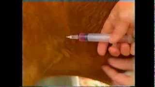 How to give a subcutaneous injection to a goat [upl. by Ayrolg]