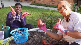 Purple Sweet Potato Harvest [upl. by Herodias]