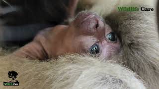 Baby Pileated Gibbon Gibbon in Phnom Tamao  WildlifeCare0044 [upl. by Ettesoj]