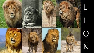 Lion Subspecies Formal Lion Subspecies [upl. by Oedama329]