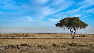 Avventure nel mondo  Safari Australe Ovest  Namibia game drive allEtosha e partenza per Opuwo [upl. by Leiand356]