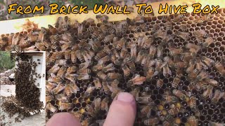 Brick Wall Bee’s how to perform a Trap Out [upl. by Lipps864]