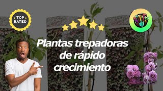 Las Mejores Plantas Trepadoras De Rápido Crecimiento [upl. by Feldman]