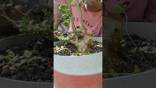 Program Gerak Dasar Bahan Bonsai Sancang Mame Petarung bonsai [upl. by Zirkle]