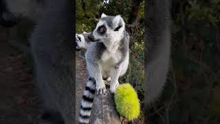 Lunchtime With Lemurs ❤️ lemurs ringtaillemur wmsp wildlife safaripark [upl. by Alisan]