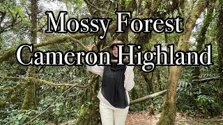 Mossy Forest Cameron Highland  Hutan berlumut cantik tapi tak ramai warga malaysia naik kesini [upl. by Josy]