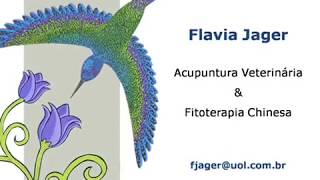 Acupuntura veterinaria  Hernia de disco toracolombar  Paraparesia [upl. by Zwart]