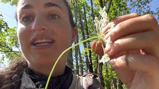 Harvesting and Using Wild Carrot for Medicine [upl. by Clarice609]