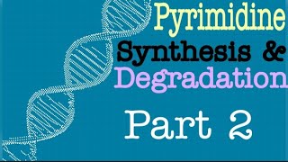 Pyrimidine Synthesis and Degradation Part 2  Lecture 10 [upl. by Zelig824]