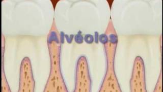 Estruturas da boca  Máxima Odontologia [upl. by Avner224]