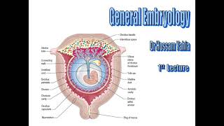 1st Lecture Gametogenesis and Fertilization [upl. by Aitnom173]