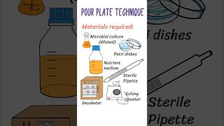 Pour plate technique  Microbiology  Isolation techniques bacteria microbiologylab microbiology [upl. by Ecirahs]