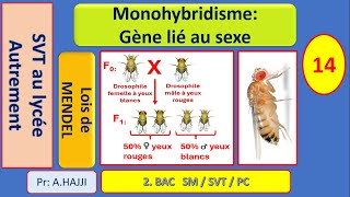 Lois statistiques Monohybridisme avec gène lié au sexe [upl. by Fabrice915]