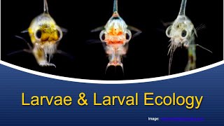 Marine Biology at Home 5 Larvae amp Larval Ecology [upl. by Aiuoqes]