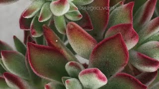 ECHEVERIA PULVINATA RUBY BLUSH  AS FASES NO MEU CULTIVO [upl. by Kacey]