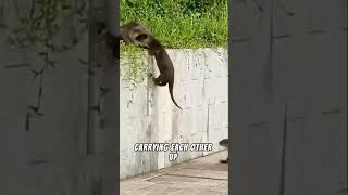 Otters Climbing wall technique 🦦 Follow for more interesting Videos [upl. by Arimas]