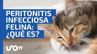 Peritonitis Infecciosa Felina ¿qué es esta enfermedad letal para los gatos [upl. by Conger63]