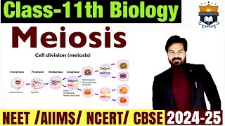 Meiosis  Phases of cell cycle  Cell cycle and cell division class 11  Biology NEET [upl. by Eamon]