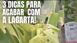 Como acabar com a Lagarta do Cartucho 3 Dicas [upl. by Adnawal]