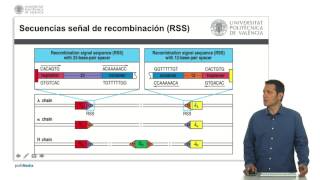 Recombinación VDJ  2325  UPV [upl. by Mindy]