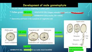 Development of male gametophyte in marathi 12 Maharashtra state Board [upl. by Adnilem358]