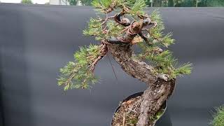 La mia lavorazione sul pino nero ad Arco Bonsai 2023 [upl. by Ulphiah]