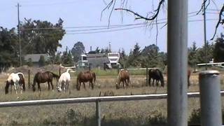 Wetting a Horse Down for Natural Fly and Heat Protection  Horse Rolling Rick Gore Horsemanship [upl. by Collins]