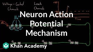 Neuron action potential mechanism  Nervous system physiology  NCLEXRN  Khan Academy [upl. by Acinomahs]