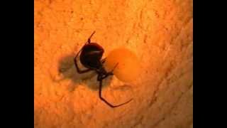 Redback Spider  Latrodectus hasseltii [upl. by Lothaire]