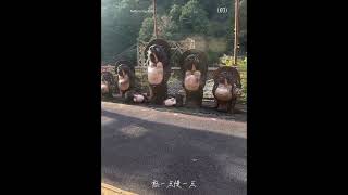 嵐山小火車（嵯峨野觀光鐵道）是一條浪漫且充滿詩意的旅遊鐵道，帶領遊客穿越京都美麗的自然風光。小火車的路線沿著保津川蜿蜒而行，全長約73公里 [upl. by Assi]